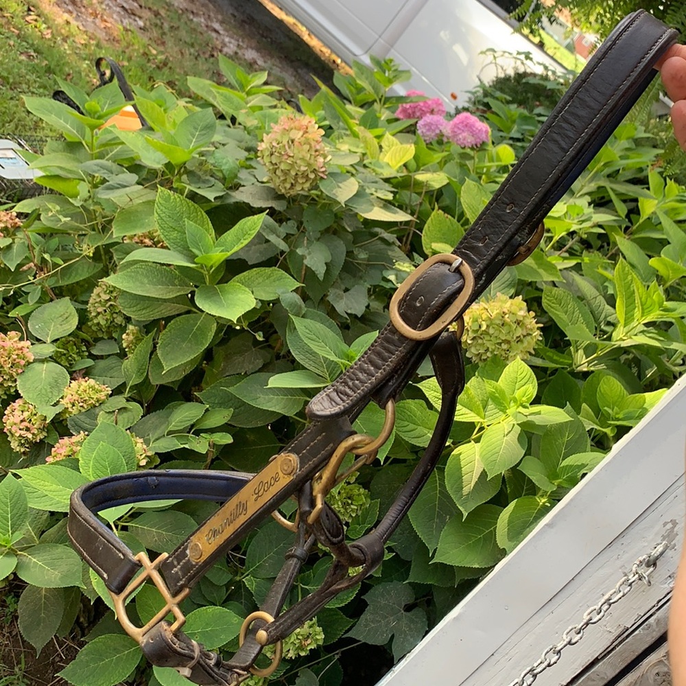 Padded leather halter horse size